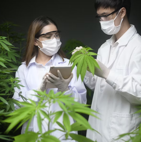 Cannabis