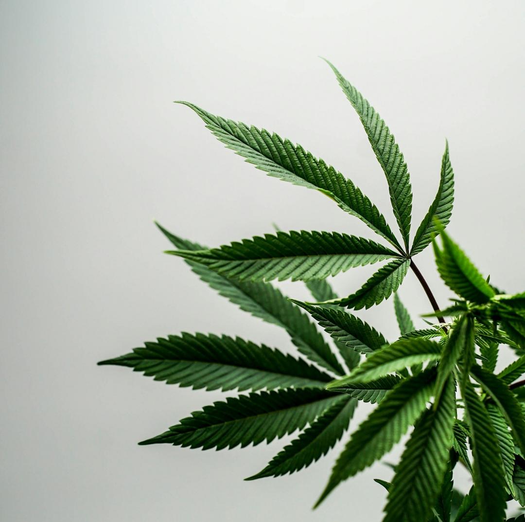 Cannabis